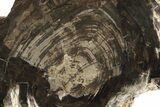 Polished Petrified Wood Slab - Utah #244680-1